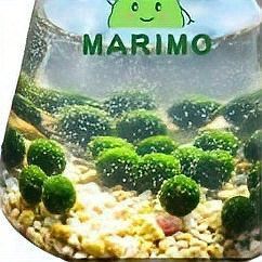 使用龍魚水質調整藥水后多久見效？