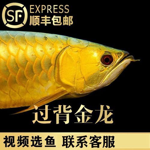 能否提供24K金頭過背金龍魚的圖片，24k金頭過背金龍魚