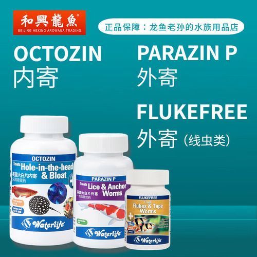 龍魚鰓蟲圖片，龍魚感染鰓蟲怎么辦？ 龍魚鰓蟲圖片，龍魚感染鰓蟲怎么辦？ 龍魚百科 第17張
