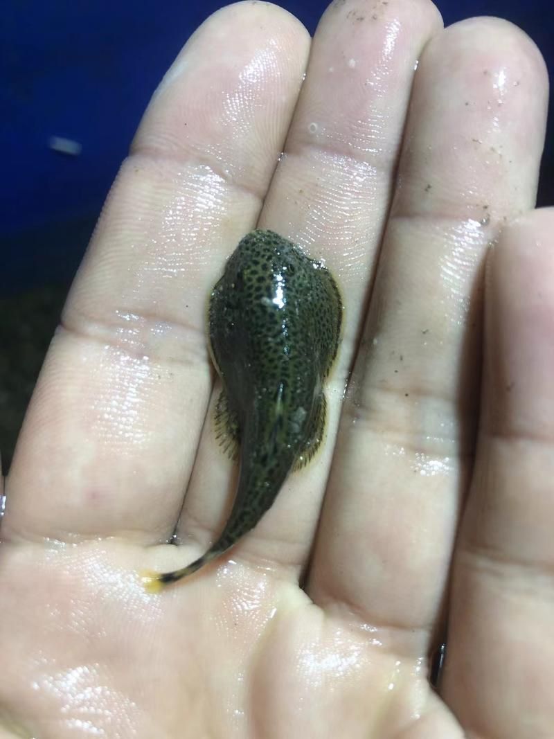 黃金貓魚有哪些品種？，黃金貓魚品種與觀賞魚市場(chǎng)主流品種需要補(bǔ)充富媒體品種 黃金貓魚有哪些品種？，黃金貓魚品種與觀賞魚市場(chǎng)主流品種需要補(bǔ)充富媒體品種 龍魚百科 第16張