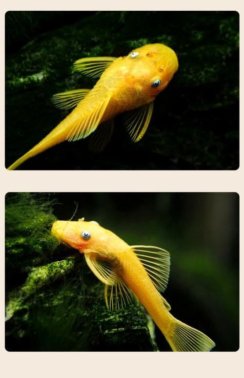 黃金貓魚有哪些品種？，黃金貓魚品種與觀賞魚市場(chǎng)主流品種需要補(bǔ)充富媒體品種 黃金貓魚有哪些品種？，黃金貓魚品種與觀賞魚市場(chǎng)主流品種需要補(bǔ)充富媒體品種 龍魚百科 第4張