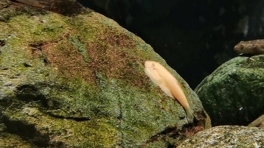 黃金貓魚有哪些品種？，黃金貓魚品種與觀賞魚市場(chǎng)主流品種需要補(bǔ)充富媒體品種 黃金貓魚有哪些品種？，黃金貓魚品種與觀賞魚市場(chǎng)主流品種需要補(bǔ)充富媒體品種 龍魚百科 第15張