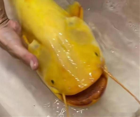 黃金貓魚有哪些品種？，黃金貓魚品種與觀賞魚市場(chǎng)主流品種需要補(bǔ)充富媒體品種 黃金貓魚有哪些品種？，黃金貓魚品種與觀賞魚市場(chǎng)主流品種需要補(bǔ)充富媒體品種 龍魚百科 第11張