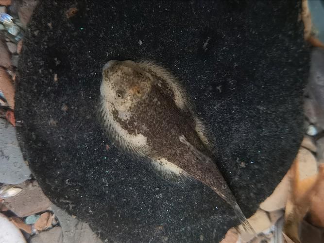 黃金貓魚有哪些品種？，黃金貓魚品種與觀賞魚市場(chǎng)主流品種需要補(bǔ)充富媒體品種 黃金貓魚有哪些品種？，黃金貓魚品種與觀賞魚市場(chǎng)主流品種需要補(bǔ)充富媒體品種 龍魚百科 第17張