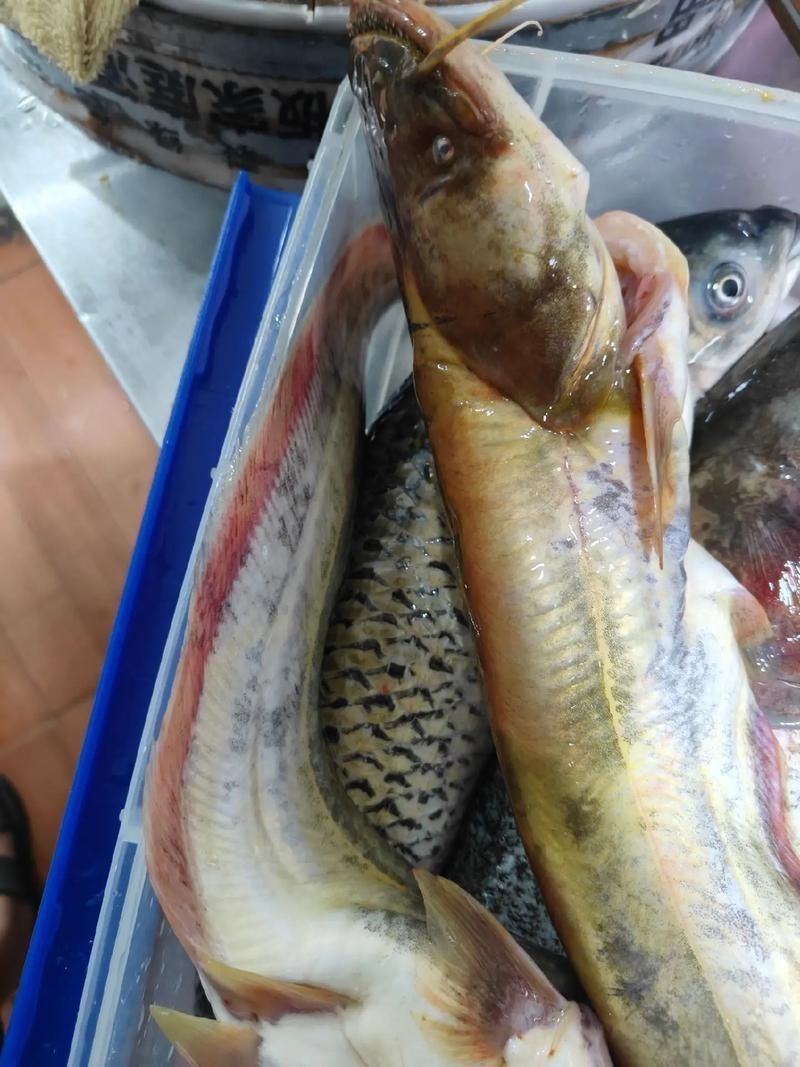 黃金貓魚有哪些品種？，黃金貓魚品種與觀賞魚市場(chǎng)主流品種需要補(bǔ)充富媒體品種 黃金貓魚有哪些品種？，黃金貓魚品種與觀賞魚市場(chǎng)主流品種需要補(bǔ)充富媒體品種 龍魚百科 第10張