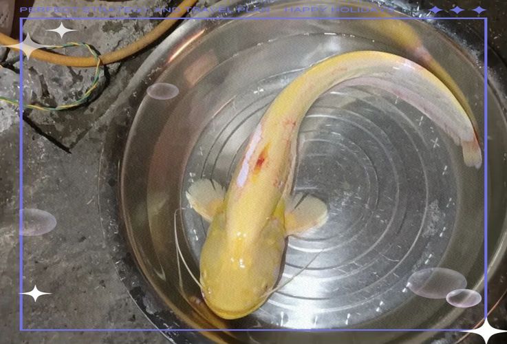 黃金貓魚有哪些品種？，黃金貓魚品種與觀賞魚市場(chǎng)主流品種需要補(bǔ)充富媒體品種 黃金貓魚有哪些品種？，黃金貓魚品種與觀賞魚市場(chǎng)主流品種需要補(bǔ)充富媒體品種 龍魚百科 第7張