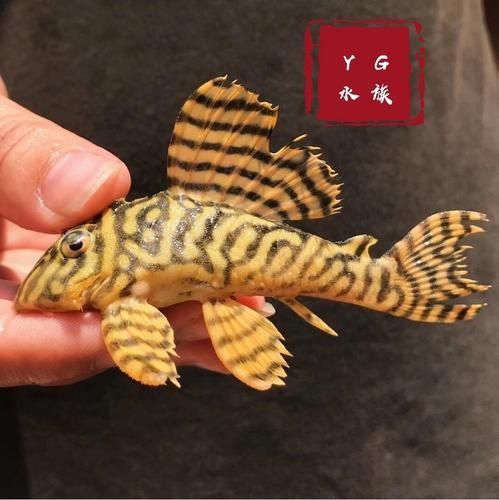 黃金貓魚有哪些品種？，黃金貓魚品種與觀賞魚市場主流品種需要補充富媒體品種