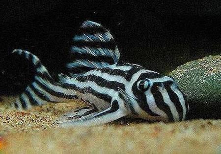 黃金貓魚有哪些品種？，黃金貓魚品種與觀賞魚市場主流品種需要補充富媒體品種