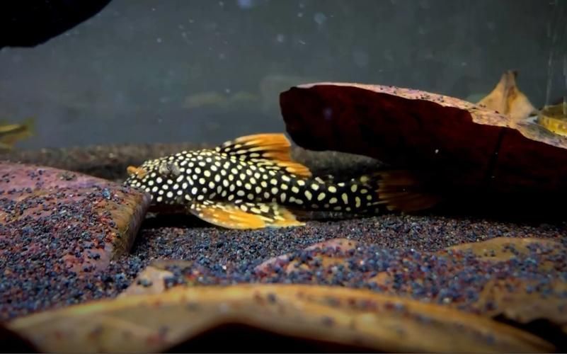黃金貓魚有哪些品種？，黃金貓魚品種與觀賞魚市場主流品種需要補充富媒體品種