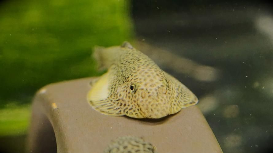 黃金貓魚有哪些品種？，黃金貓魚品種與觀賞魚市場(chǎng)主流品種需要補(bǔ)充富媒體品種 黃金貓魚有哪些品種？，黃金貓魚品種與觀賞魚市場(chǎng)主流品種需要補(bǔ)充富媒體品種 龍魚百科 第12張
