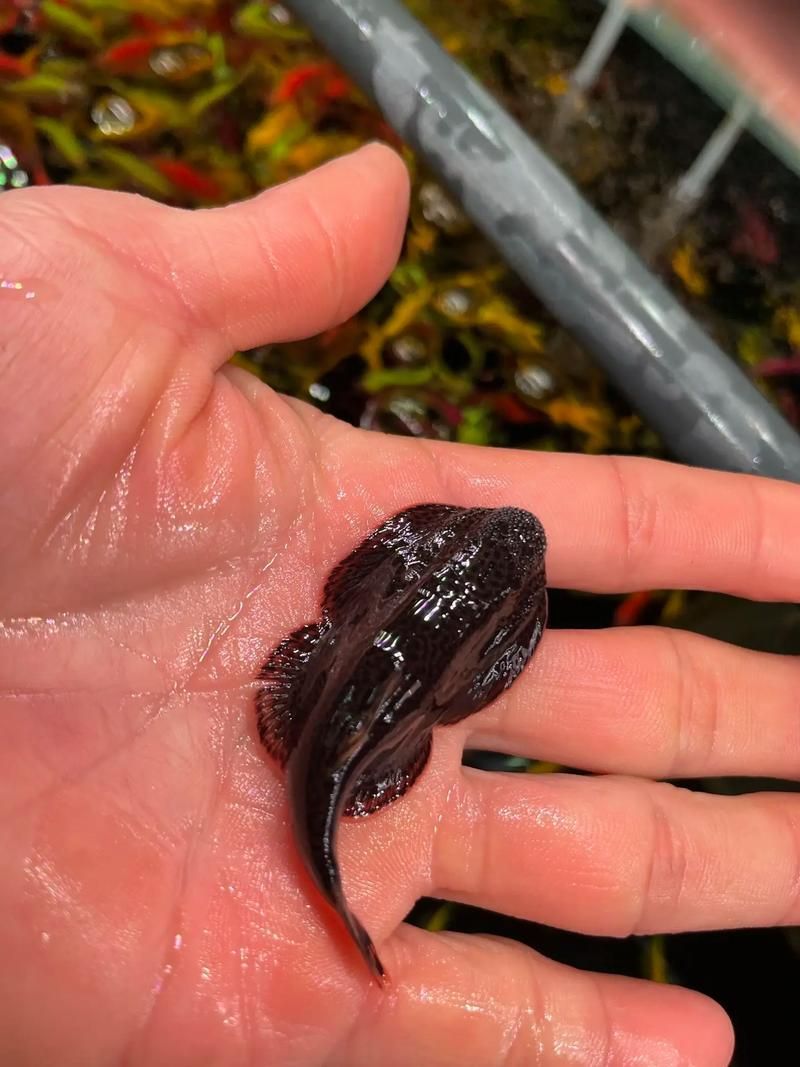 黃金貓魚有哪些品種？，黃金貓魚品種與觀賞魚市場(chǎng)主流品種需要補(bǔ)充富媒體品種 黃金貓魚有哪些品種？，黃金貓魚品種與觀賞魚市場(chǎng)主流品種需要補(bǔ)充富媒體品種 龍魚百科 第13張