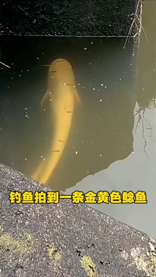 黃金貓魚有哪些品種？，黃金貓魚品種與觀賞魚市場(chǎng)主流品種需要補(bǔ)充富媒體品種 黃金貓魚有哪些品種？，黃金貓魚品種與觀賞魚市場(chǎng)主流品種需要補(bǔ)充富媒體品種 龍魚百科 第8張