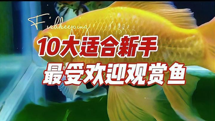 有哪些觀賞魚品種適合新手，剛接觸觀賞魚的新手，選擇適合自己口味和養護能力的魚類是關鍵