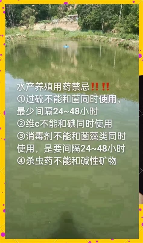 腹水魚最怕三個東西，腹水魚最怕三個“克星”，投喂不當
