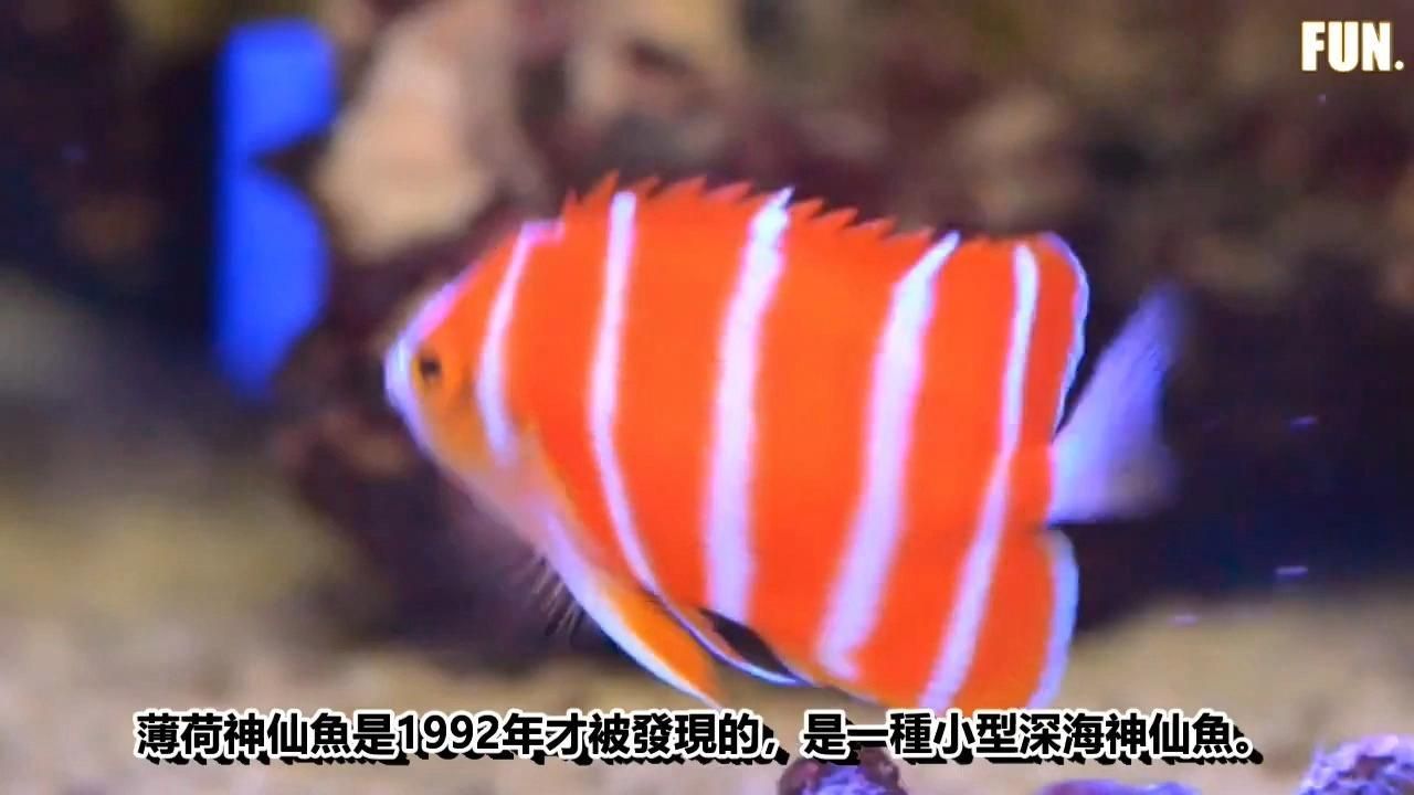 詳細閱讀:有哪些稀有高檔配魚的價格?,稀有高檔配魚的價格 有哪些稀有高檔配魚的價格?,稀有高檔配魚的價格