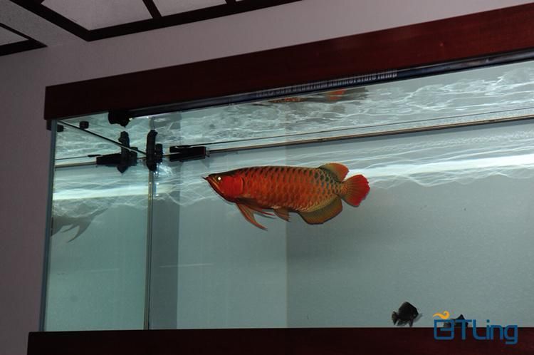 BTL系列紅龍魚的價格是多少，btl系列紅龍魚價格在100-300元人民幣之間 BTL系列紅龍魚的價格是多少，btl系列紅龍魚價格在100-300元人民幣之間 龍魚百科 第15張