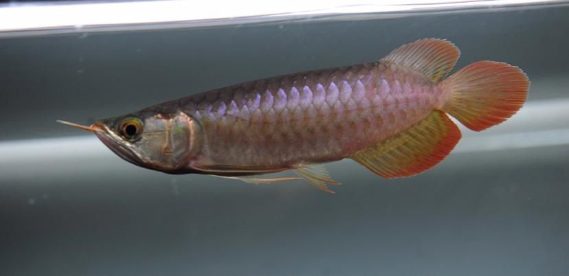 BTL系列紅龍魚的價格是多少，btl系列紅龍魚價格在100-300元人民幣之間 BTL系列紅龍魚的價格是多少，btl系列紅龍魚價格在100-300元人民幣之間 龍魚百科 第6張