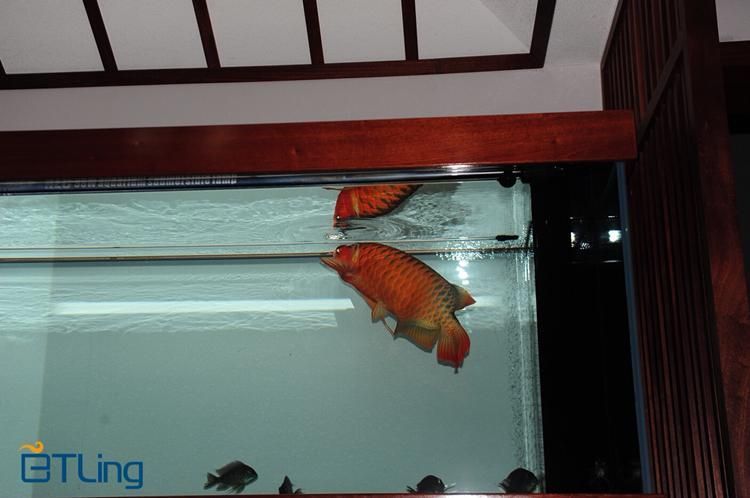 BTL系列紅龍魚的價格是多少，btl系列紅龍魚價格在100-300元人民幣之間 BTL系列紅龍魚的價格是多少，btl系列紅龍魚價格在100-300元人民幣之間 龍魚百科 第14張