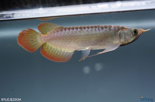 BTL系列紅龍魚的價格是多少，btl系列紅龍魚價格在100-300元人民幣之間 BTL系列紅龍魚的價格是多少，btl系列紅龍魚價格在100-300元人民幣之間 龍魚百科 第8張