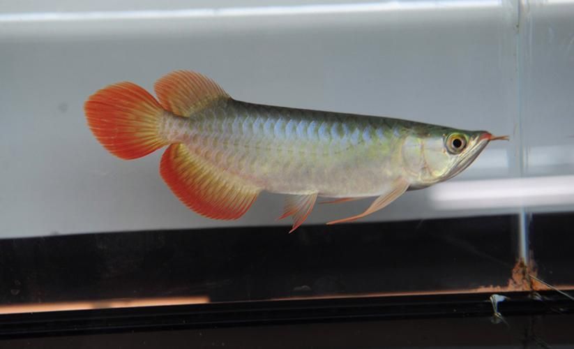 BTL系列紅龍魚的價格是多少，btl系列紅龍魚價格在100-300元人民幣之間 BTL系列紅龍魚的價格是多少，btl系列紅龍魚價格在100-300元人民幣之間 龍魚百科 第4張
