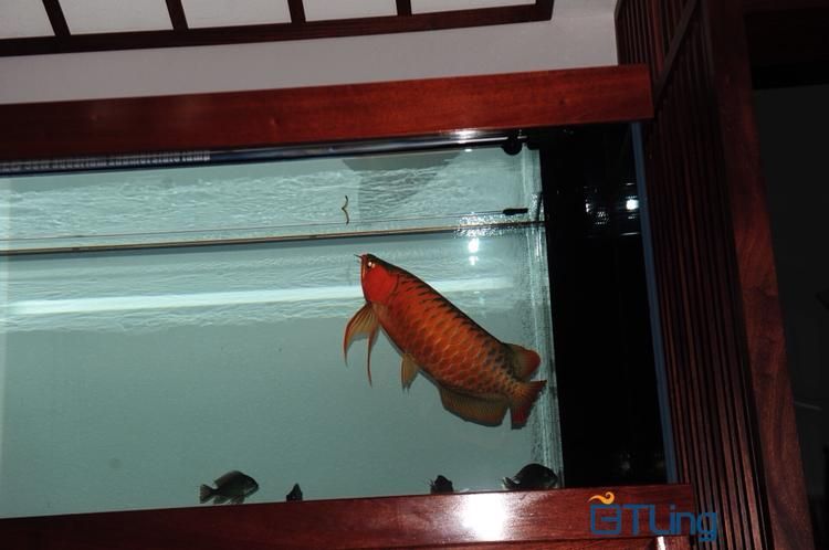 BTL系列紅龍魚的價格是多少，btl系列紅龍魚價格在100-300元人民幣之間 BTL系列紅龍魚的價格是多少，btl系列紅龍魚價格在100-300元人民幣之間 龍魚百科 第11張