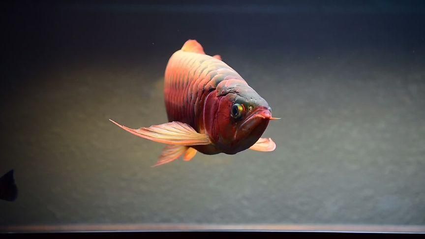 詳細閱讀:BTL系列紅龍魚的價格是多少,btl系列紅龍魚價格在100-300元人民幣之間 BTL系列紅龍魚的價格是多少,btl系列紅龍魚價格在100-300元人民幣之間