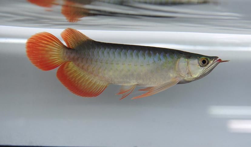 BTL系列紅龍魚的價格是多少，btl系列紅龍魚價格在100-300元人民幣之間 BTL系列紅龍魚的價格是多少，btl系列紅龍魚價格在100-300元人民幣之間 龍魚百科 第10張
