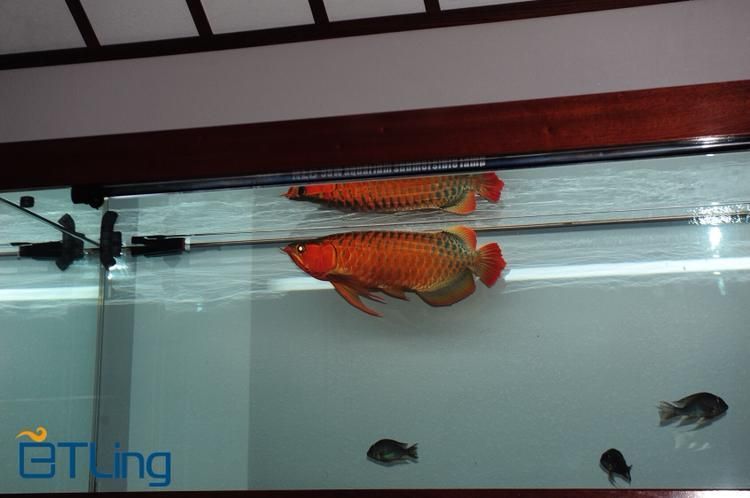 BTL系列紅龍魚的價格是多少，btl系列紅龍魚價格在100-300元人民幣之間 BTL系列紅龍魚的價格是多少，btl系列紅龍魚價格在100-300元人民幣之間 龍魚百科 第16張