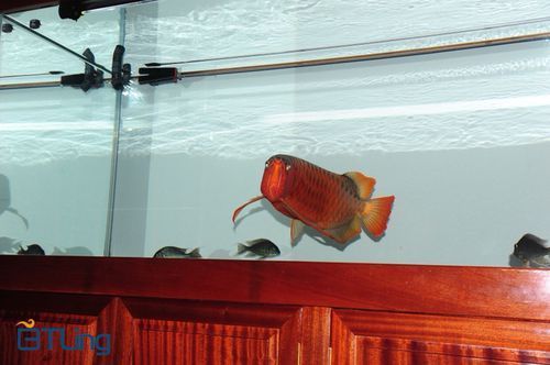 BTL系列紅龍魚的價格是多少，btl系列紅龍魚價格在100-300元人民幣之間 BTL系列紅龍魚的價格是多少，btl系列紅龍魚價格在100-300元人民幣之間 龍魚百科 第12張