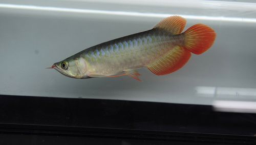 詳細閱讀:BTL系列紅龍魚的價格是多少,btl系列紅龍魚價格在100-300元人民幣之間 BTL系列紅龍魚的價格是多少,btl系列紅龍魚價格在100-300元人民幣之間