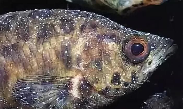 如何預防龍魚細菌感染和寄生蟲？，如何預防龍魚細菌感染與寄生蟲