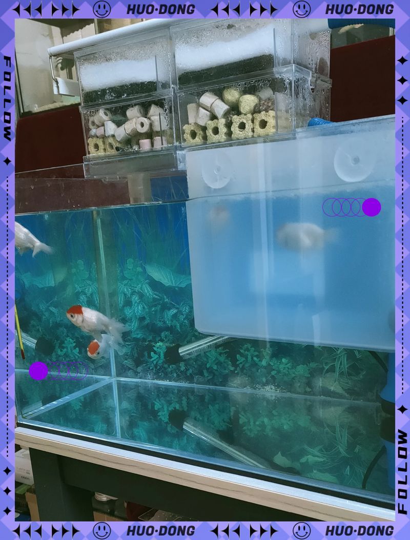 龍魚水霉病能徹底治愈嗎