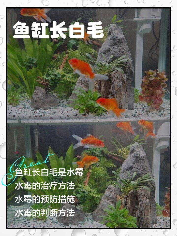 龍魚水霉病能徹底治愈嗎