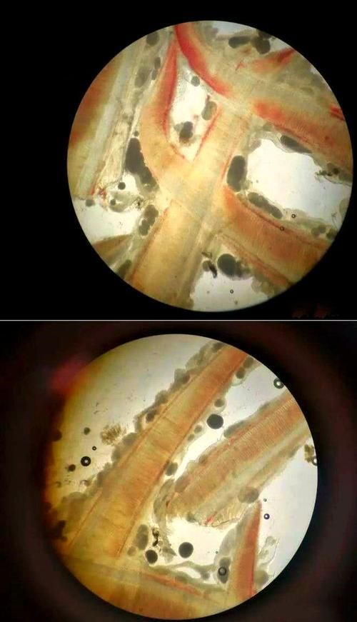 如何預(yù)防龍魚感染內(nèi)外寄生蟲，如何預(yù)防龍魚感染內(nèi)外寄生蟲思考完成arxiv論文助手