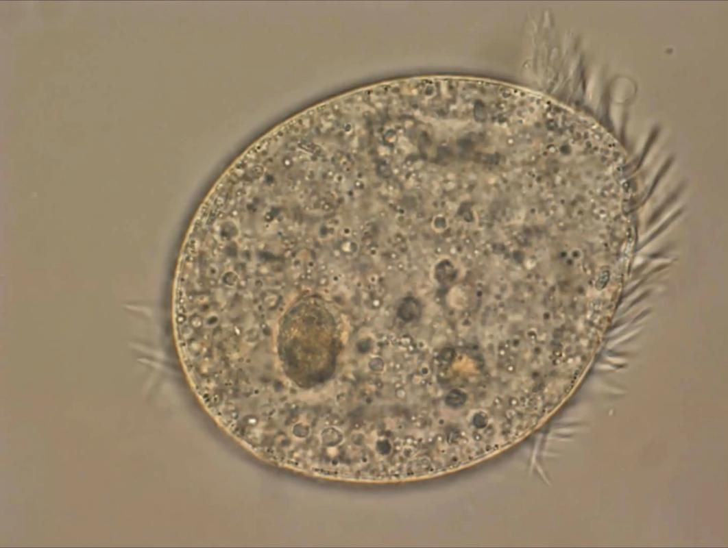 如何預(yù)防龍魚感染內(nèi)外寄生蟲，如何預(yù)防龍魚感染內(nèi)外寄生蟲思考完成arxiv論文助手