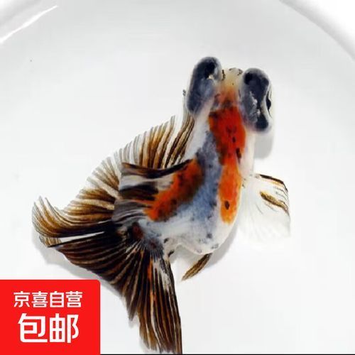 有哪些優質蝶尾金魚品種推薦 龍魚百科 第6張 有哪些優質蝶尾金魚品種推薦 有哪些優質蝶尾金魚品種推薦 龍魚百科 第6張
