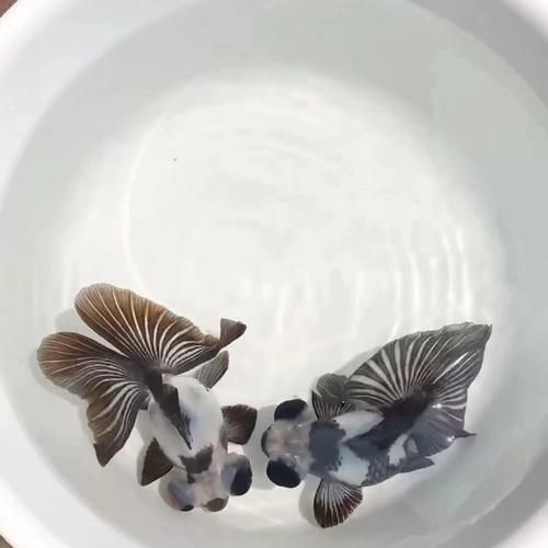 有哪些優質蝶尾金魚品種推薦 龍魚百科 第3張 有哪些優質蝶尾金魚品種推薦 有哪些優質蝶尾金魚品種推薦 龍魚百科 第3張