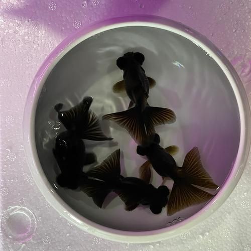 有哪些優質蝶尾金魚品種推薦 龍魚百科 第4張 有哪些優質蝶尾金魚品種推薦 有哪些優質蝶尾金魚品種推薦 龍魚百科 第4張