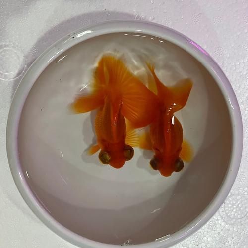 有哪些優質蝶尾金魚品種推薦 龍魚百科 第5張 有哪些優質蝶尾金魚品種推薦 有哪些優質蝶尾金魚品種推薦 龍魚百科 第5張