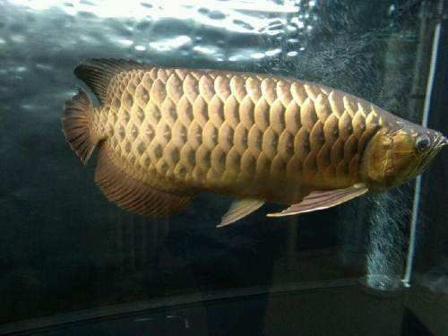 推薦一些高清的霸氣龍魚(yú)圖片,深海的神秘世界時(shí)龍魚(yú)以其獨(dú)特的魅力和壯觀的外觀吸引了無(wú)數(shù)水族愛(ài)好者的目光 龍魚(yú)百科 第22張 推薦一些高清的霸氣龍魚(yú)圖片,深海的神秘世界時(shí)龍魚(yú)以其獨(dú)特的魅力和壯觀的外觀吸引了無(wú)數(shù)水族愛(ài)好者的目光 推薦一些高清的霸氣龍魚(yú)圖片,深海的神秘世界時(shí)龍魚(yú)以其獨(dú)特的魅力和壯觀的外觀吸引了無(wú)數(shù)水族愛(ài)好者的目光 龍魚(yú)百科 第22張