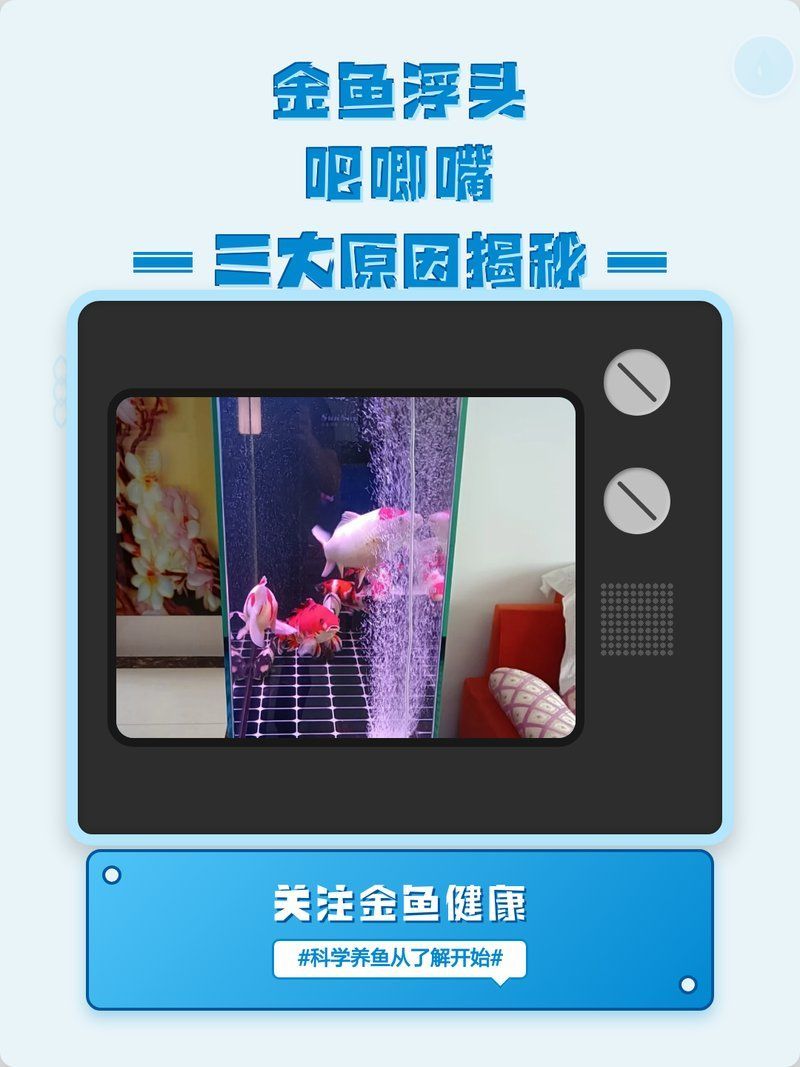 金魚浮頭后會恢復嗎