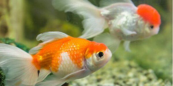 金魚浮頭后會恢復嗎 金魚浮頭后會恢復嗎 龍魚百科 第2張