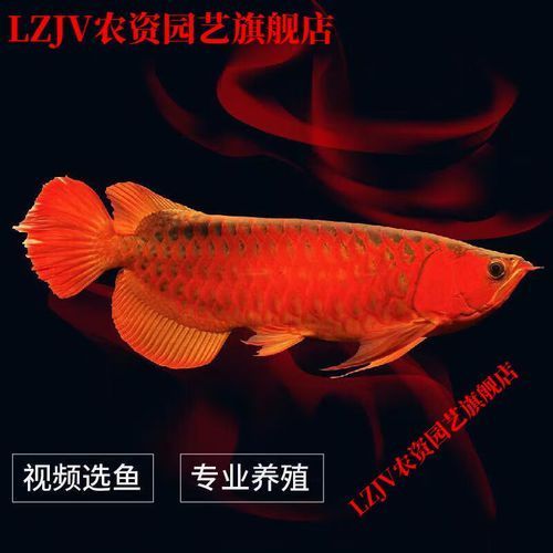 號(hào)半紅龍的價(jià)格大概是多少，號(hào)半紅龍的價(jià)格大概是多少，