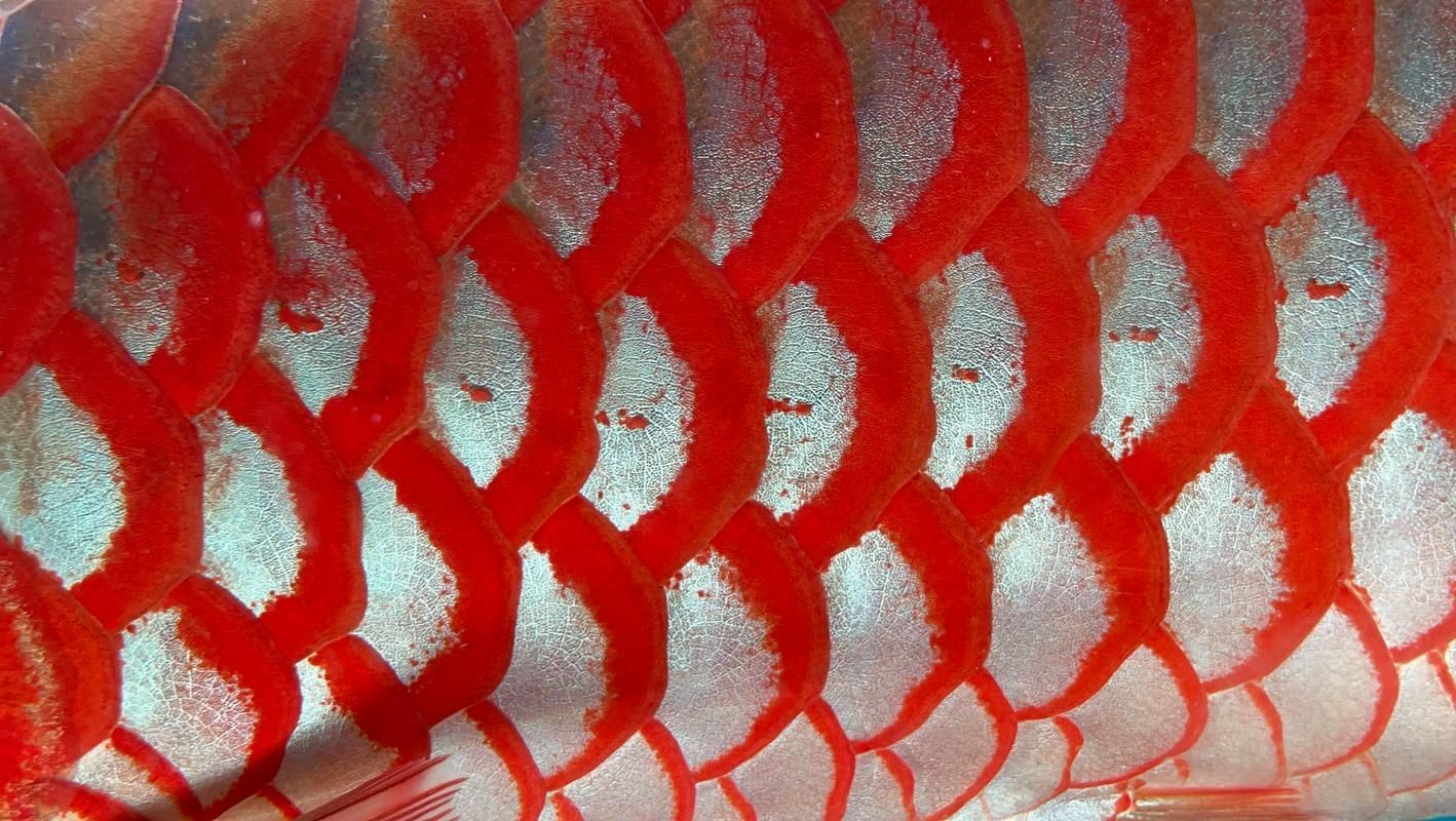 紅龍魚底色與價格的關系，全球最貴觀賞魚:紅龍魚價格揭秘 紅龍魚底色與價格的關系，全球最貴觀賞魚:紅龍魚價格揭秘 龍魚百科 第2張