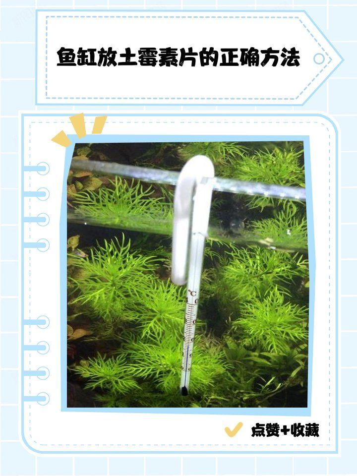 詳細閱讀:龍魚蒙眼用土霉素后多久見效,龍魚蒙眼用土霉素后多久見效, 龍魚蒙眼用土霉素后多久見效,龍魚蒙眼用土霉素后多久見效,