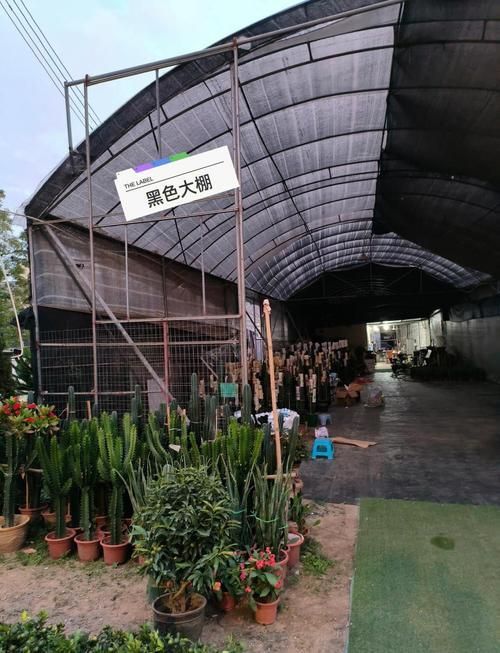 詳細閱讀:哪里可以買到正宗的廣州龍魚? 哪里可以買到正宗的廣州龍魚?