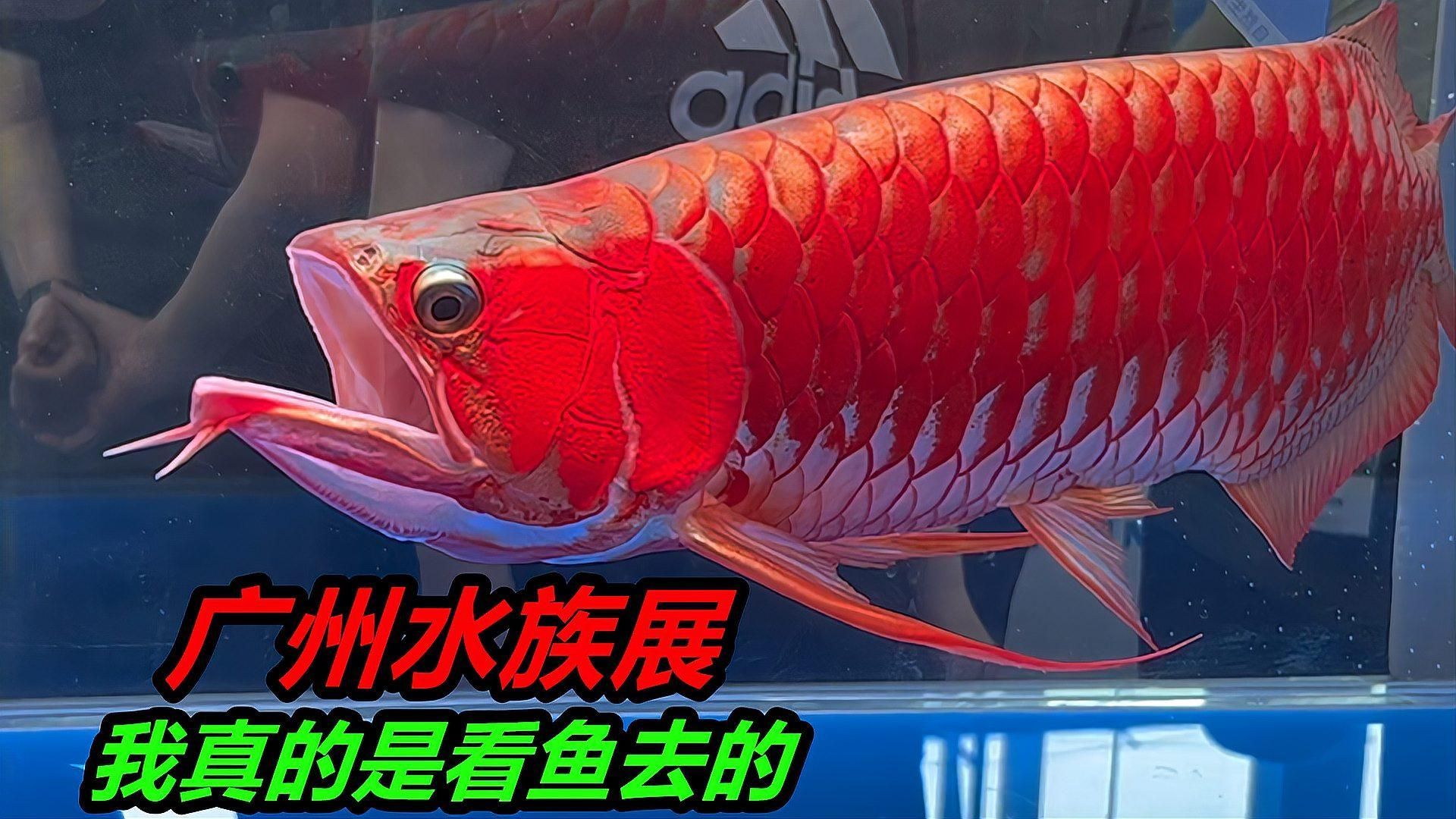 哪里可以買到正宗的廣州龍魚？ 哪里可以買到正宗的廣州龍魚？ 龍魚百科 第8張