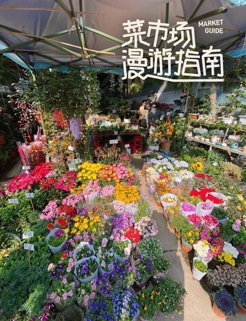 哪里可以買到正宗的廣州龍魚? 龍魚百科 第4張 哪里可以買到正宗的廣州龍魚? 哪里可以買到正宗的廣州龍魚? 龍魚百科 第4張
