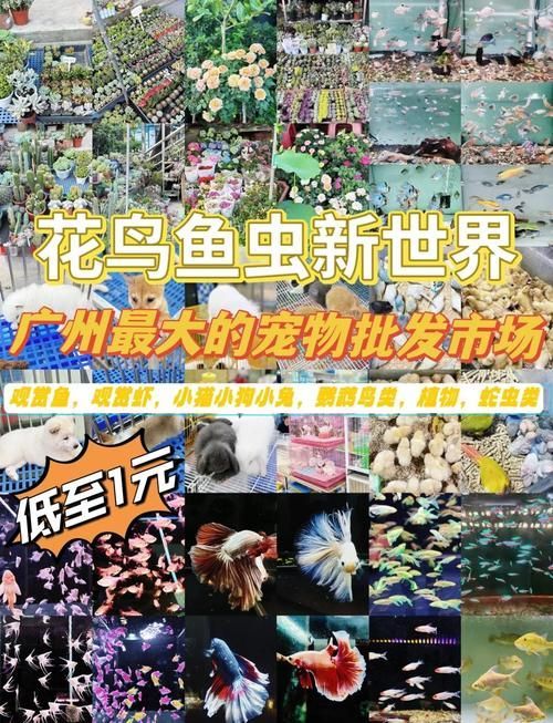 哪里可以買到正宗的廣州龍魚? 龍魚百科 第5張 哪里可以買到正宗的廣州龍魚? 哪里可以買到正宗的廣州龍魚? 龍魚百科 第5張