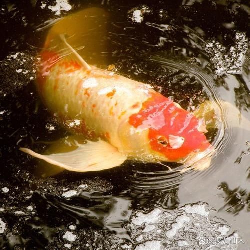 如何預防錦鯉浮頭,如何預防錦鯉浮頭現象 龍魚百科 第3張 如何預防錦鯉浮頭,如何預防錦鯉浮頭現象 如何預防錦鯉浮頭,如何預防錦鯉浮頭現象 龍魚百科 第3張